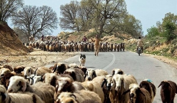 ممنوع شدن صادرات دام زنده از خوزستان تا اطلاع ثانوی